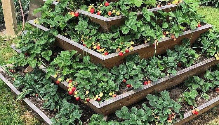 Garden Pyramid Strawberry Planter
