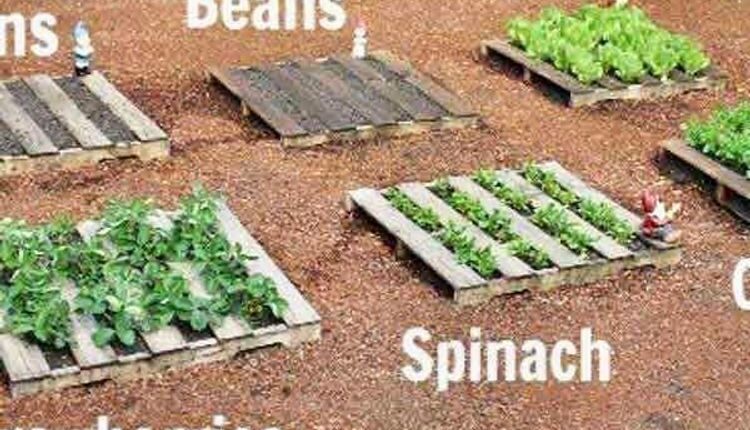 Pallet Gardening Idea