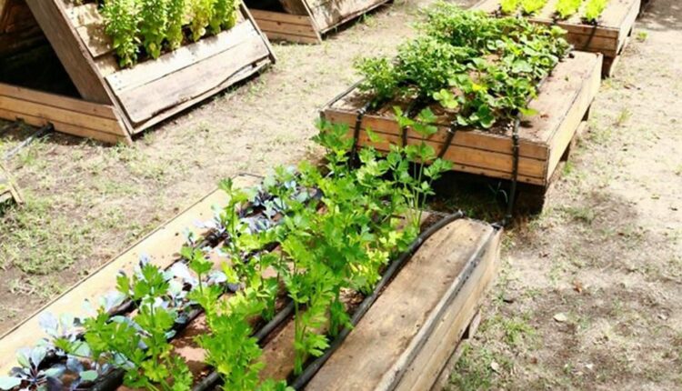 Raised Garden Beds with Pallets