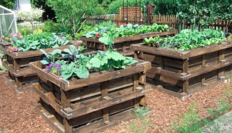 Recycled Pallet Raised Garden Beds