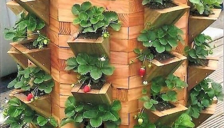 Strawberry Planting Idea